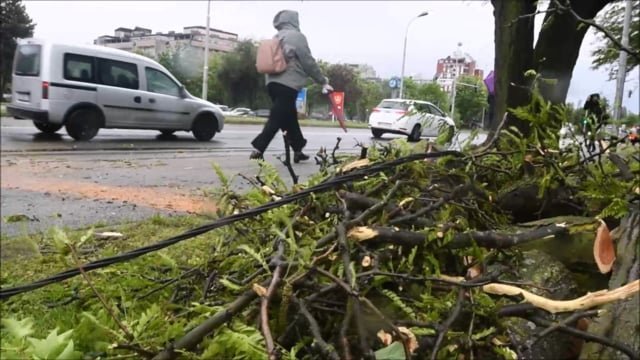 Snažan vjetar srušio stablo na tramvajski vod u Maksimirskoj ulici