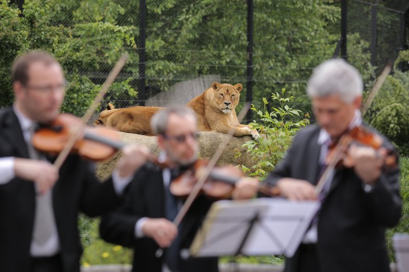 Zagrebački solisti u Zoološkom vrtu