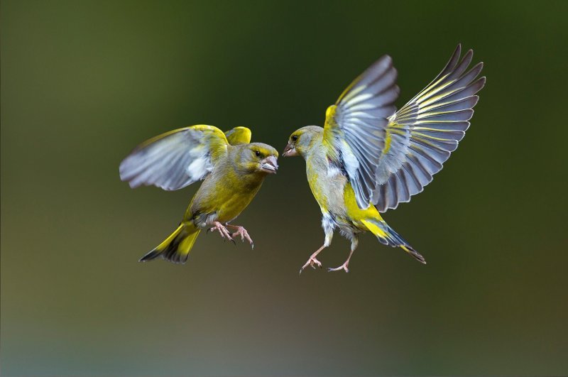 Ptičja svađa