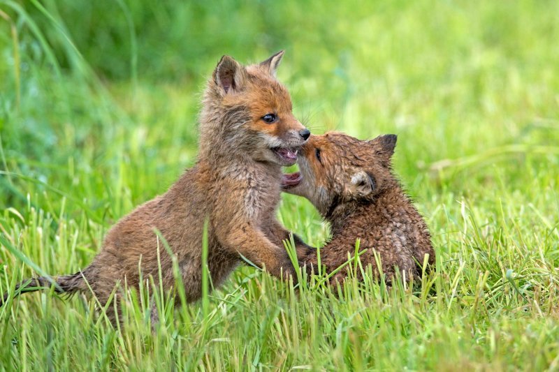Obitelj lisica