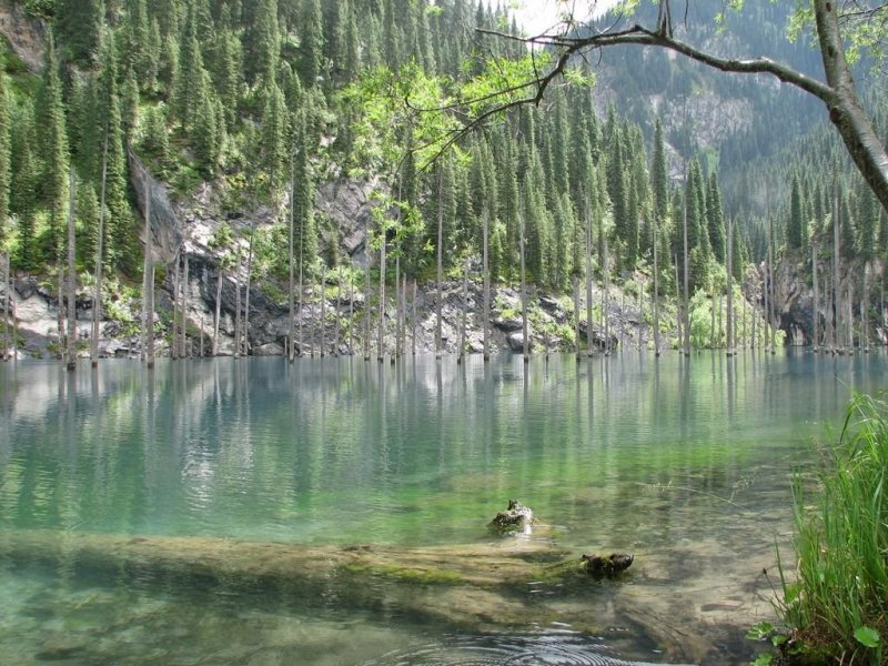 Šuma pod kazahstanskim jezerom