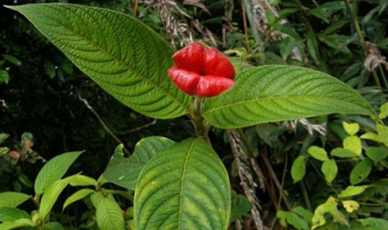 Psychotria Elata