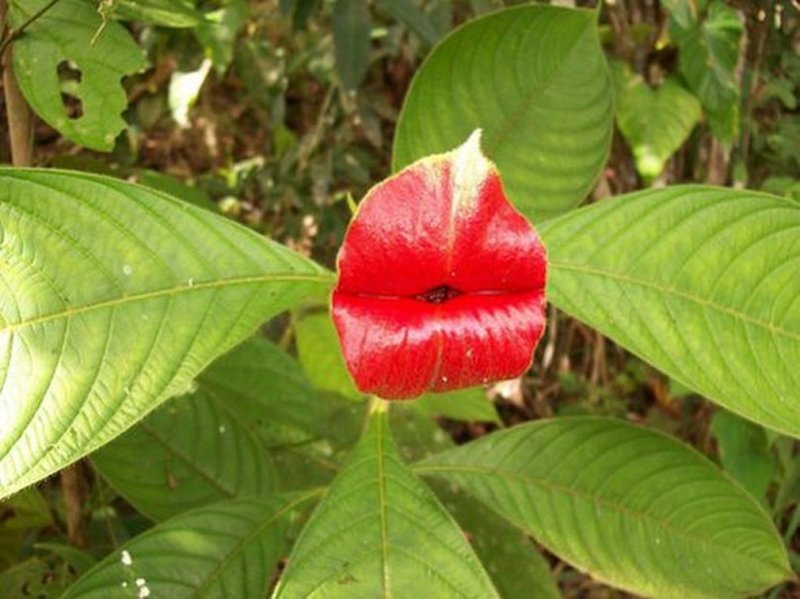 Psychotria Elata