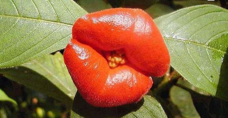 Psychotria Elata