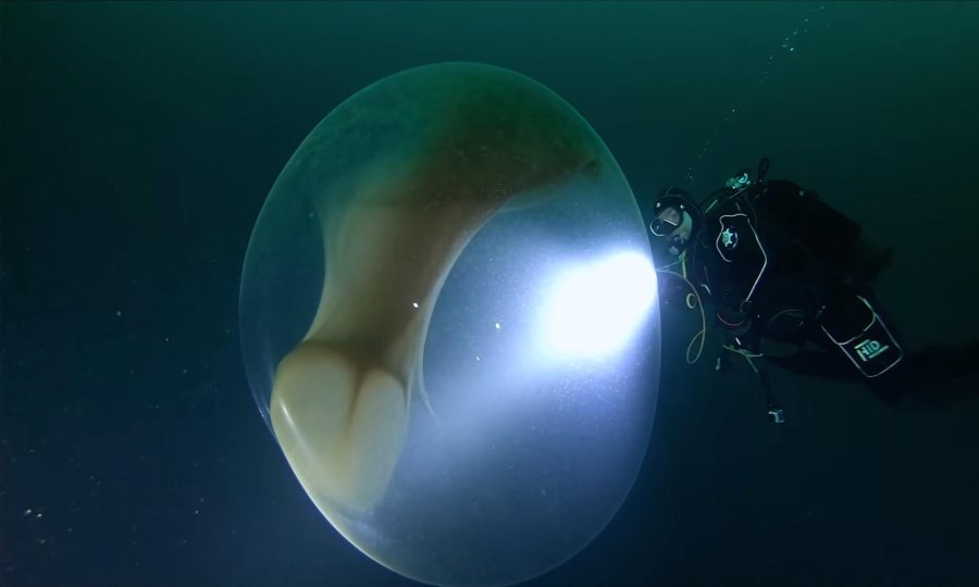 tportal