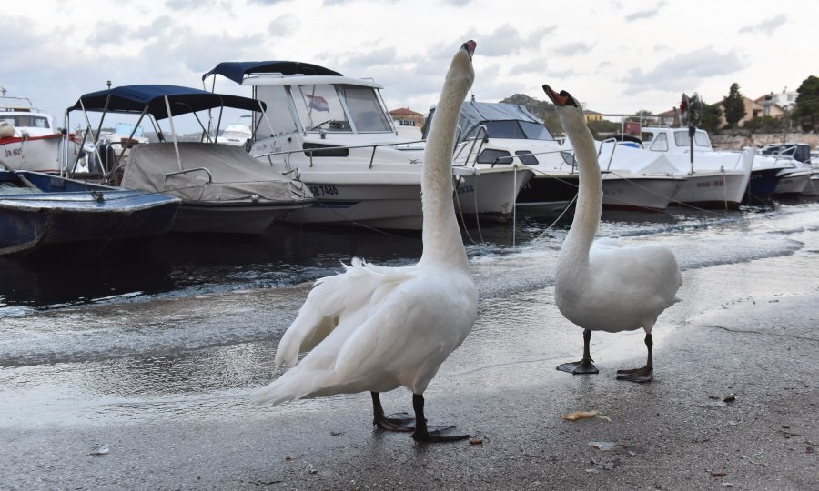 U Šibeniku u gradskoj četvrti Dolac dva su labuda iskoristila visoki vodostaj mora (jaku plimu) te su u potrazi za hranom izašla na cestu pa povremeno i blokirala promet.