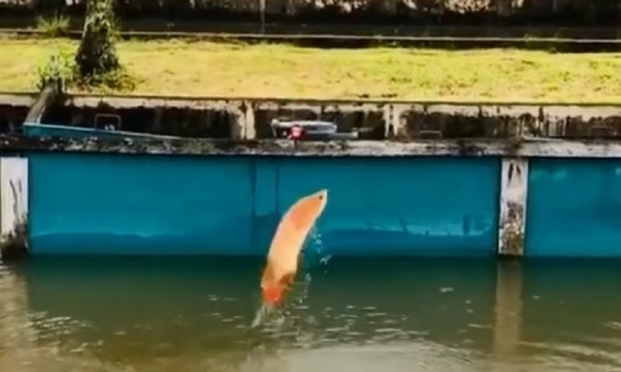 tportal