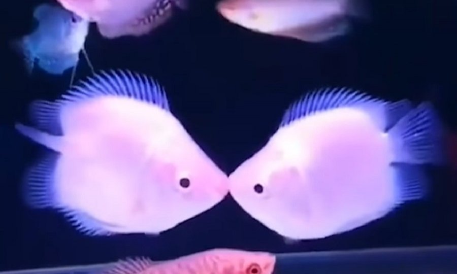 tportal