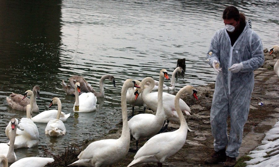 Arhivska fotografija / Testiranje labudova na ptičju gripu 2006.