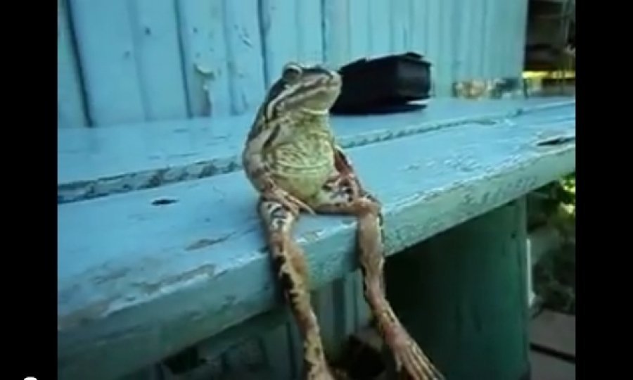 žabac sjedi poput čovjeka