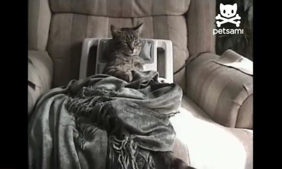 mačka masaža