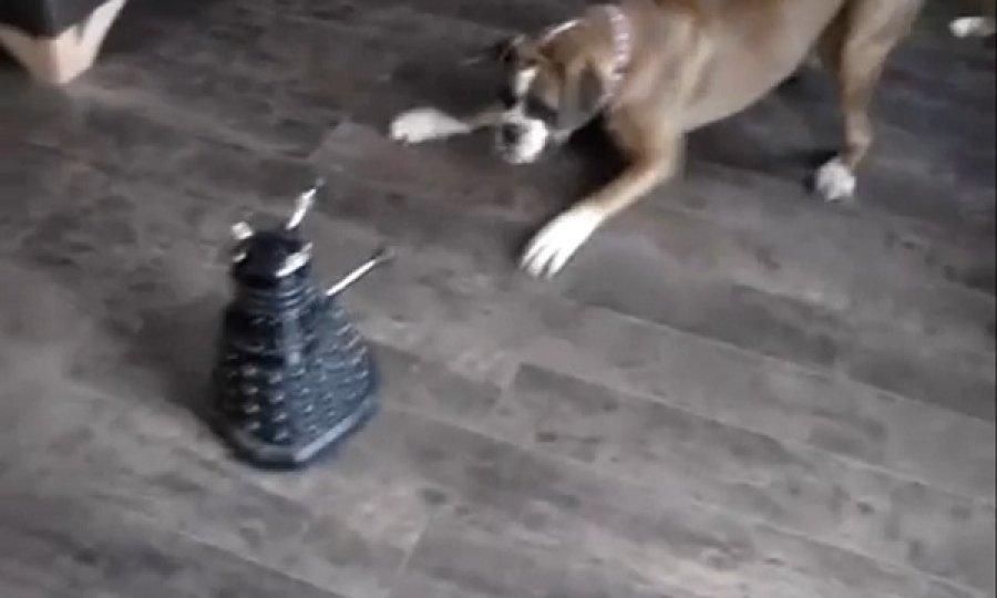 bokser vs. robot funvideo