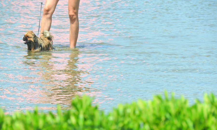 Pekinezer u šetnji Jadranom kao vjesnik povratka turizma