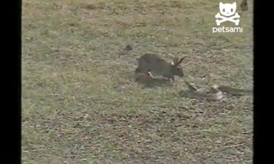zec protiv zmije funvideo