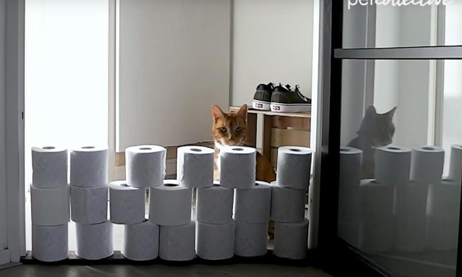 tportal