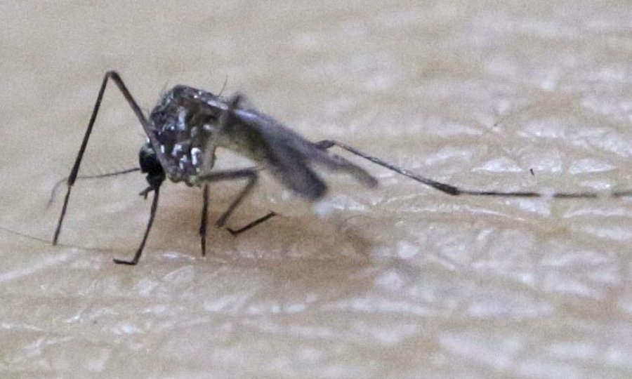 Na istok Hrvatske stigao virus Zapadnog Nila tportal