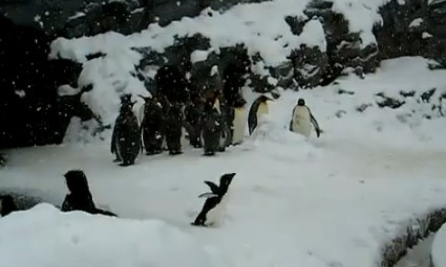pingvin