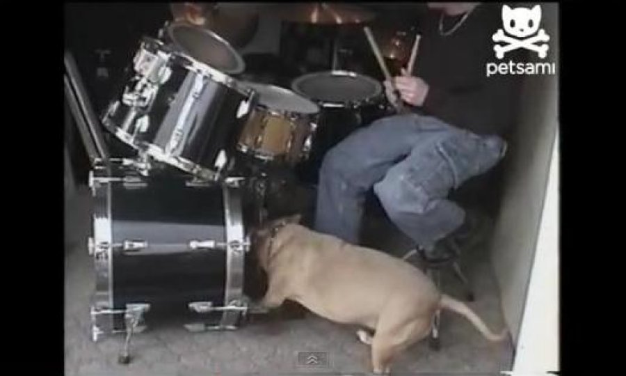 pas bubnja funvideo