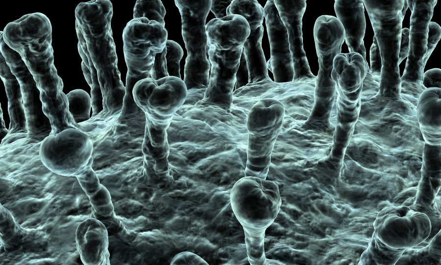 Koronavirus