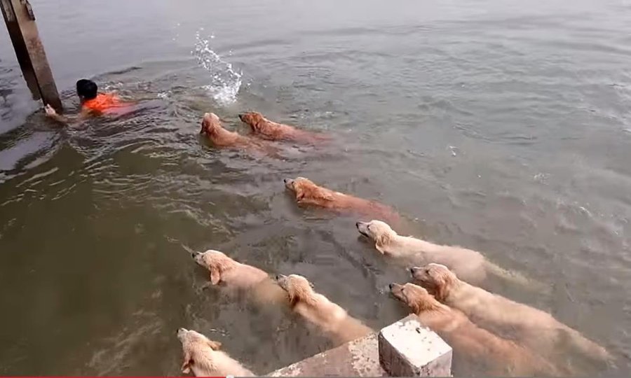 psi zlatni retriveri