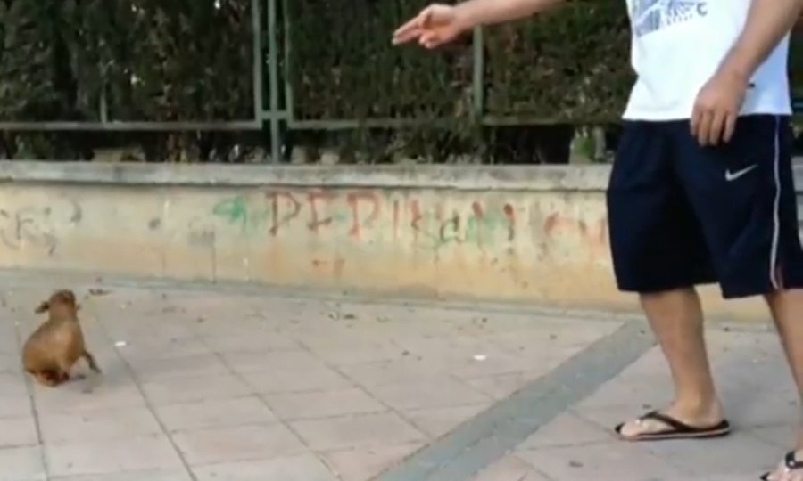 civava izvodi trikove funvideo