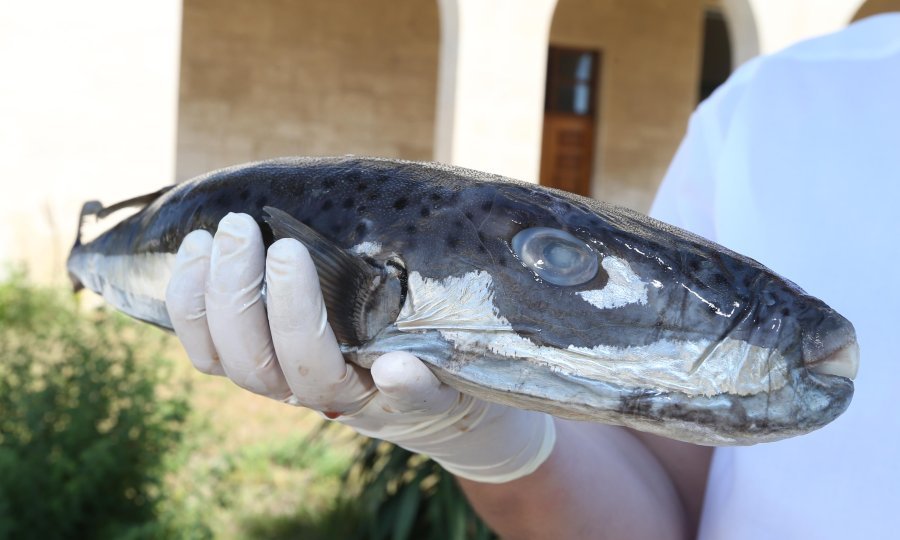 Srebrenopruga napuhača