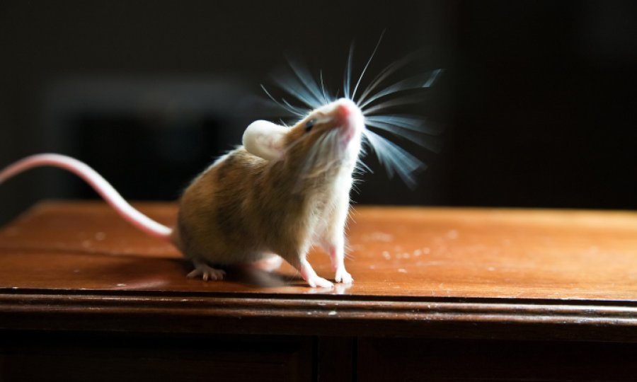 miš