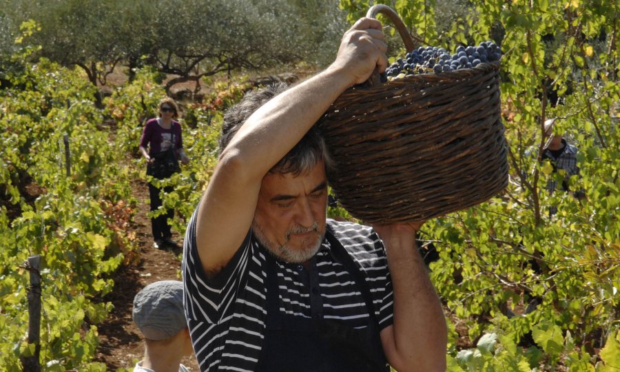 vinograd