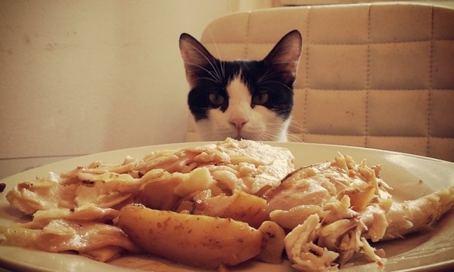 Domaće međurazne žene