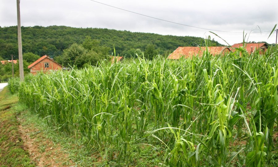 tuča polje elmentarna nepogoda