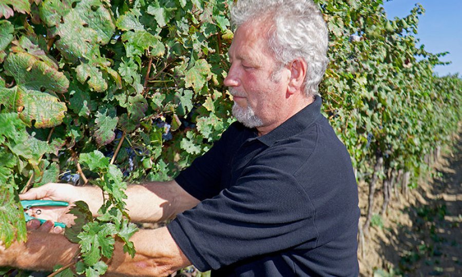 franco cattunar
