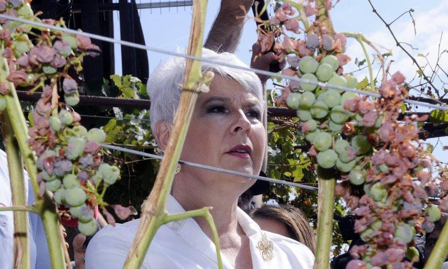 kosor tuča vinograd