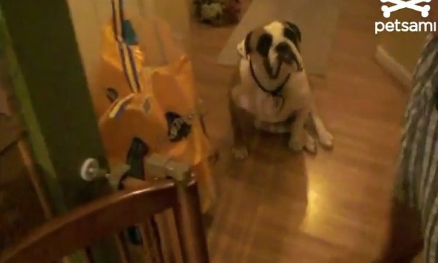 retriver i buldog