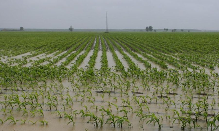 kuruzište, poplave, Osijek