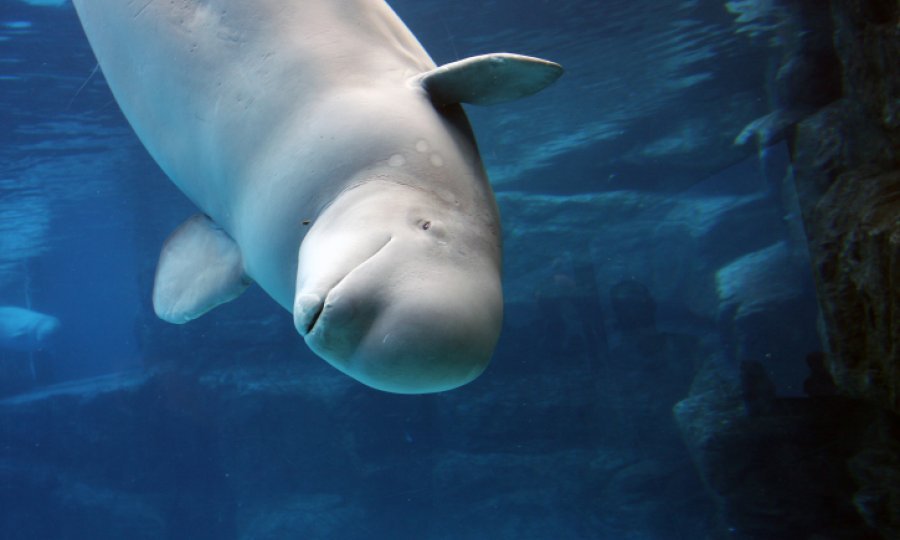 kit beluga