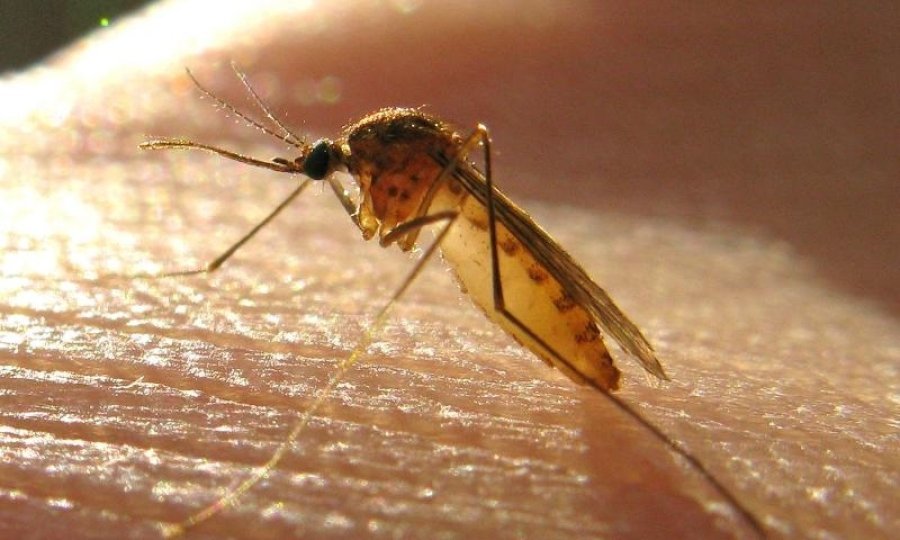 Mnogi se žale na najezdu komaraca Ima li opasnosti od zaraznih bolesti