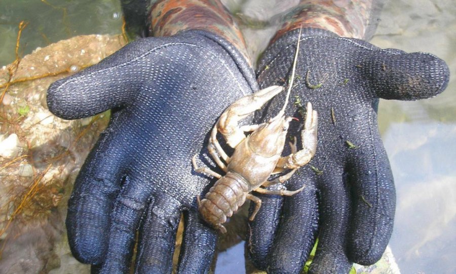 Pokušao prokrijumčariti 60 kg žaba i 22 kg riječnih rakova - tportal