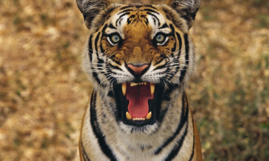 Tigar