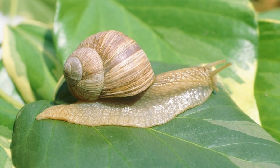 puž