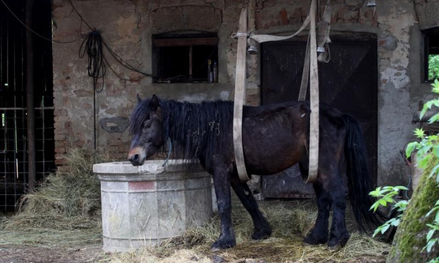 Prizor s Borkovićeve farme jadni konj