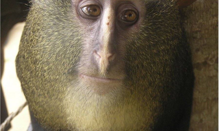 Lesula