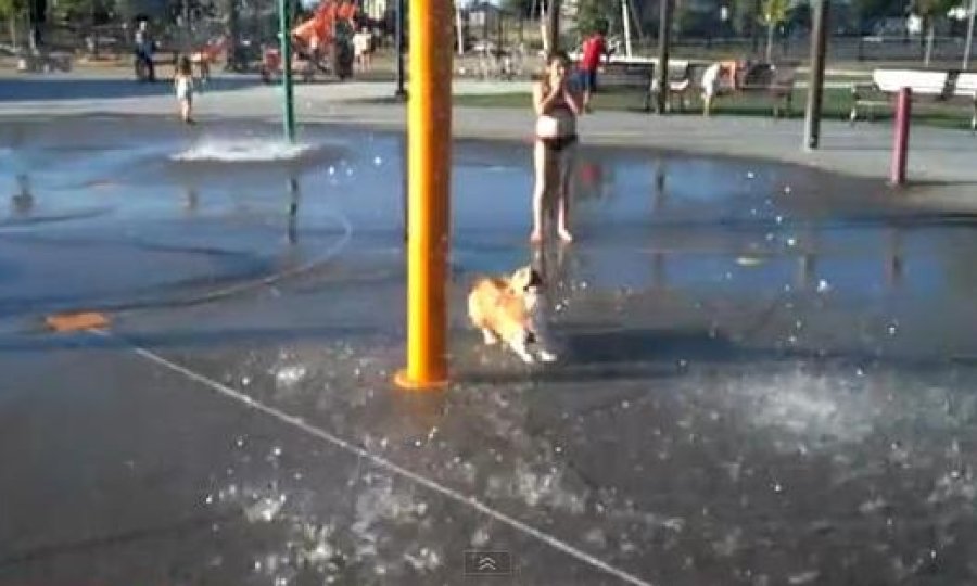 korgi lovi tuševe funvideo