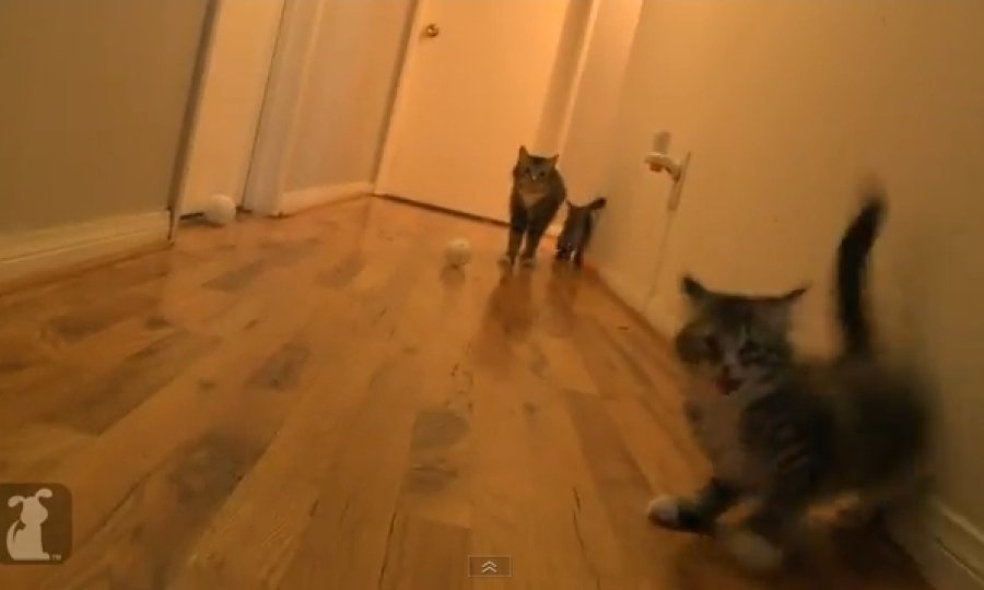 mačić Wilbur funvideo