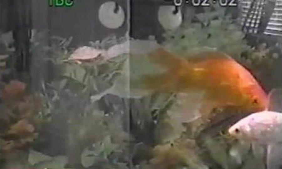 kornjača i riba funvideo