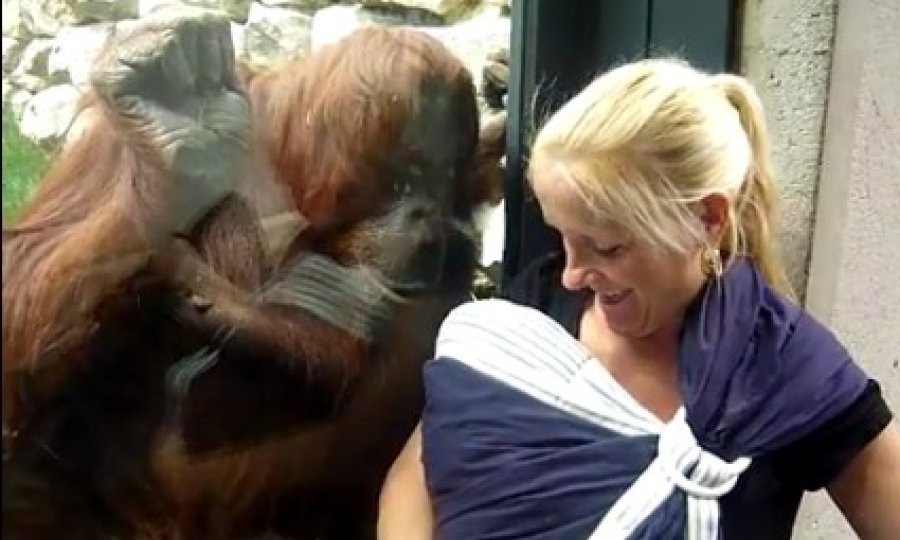 orangutanica