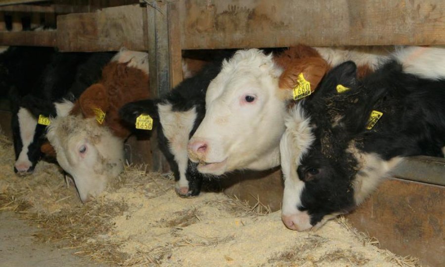 krave