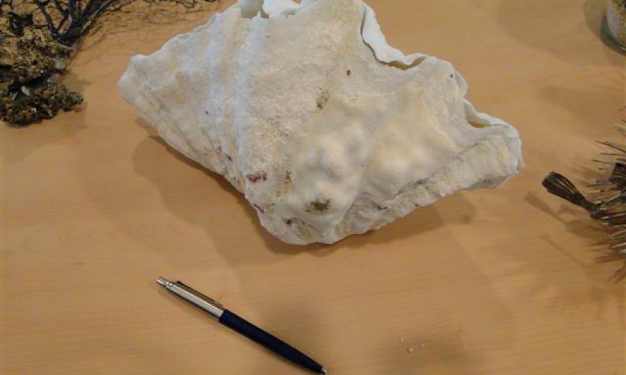 školjka
