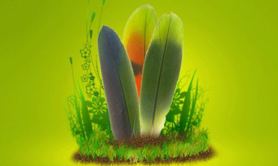 Green Parrot Pictures