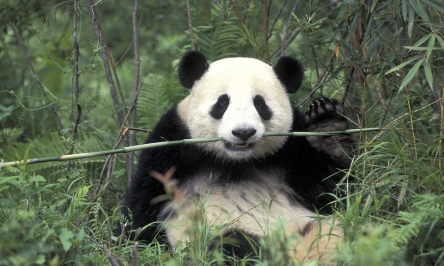 panda
