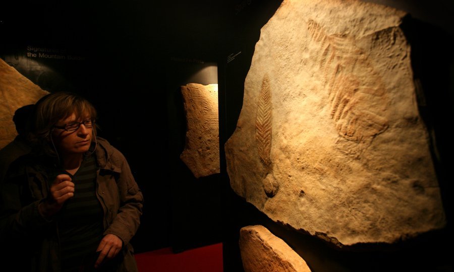 fossil_art-010609